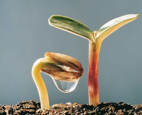 moll historie nachhaltig